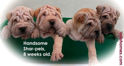 Chinese shar-peis for sale, Singapore $1,700. asiahomes.com