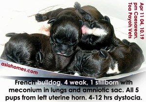 Dystocia, one uterine horn with 5 pups, the other empty. French Bulldog. Caesarean. 
