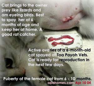 Best age to spay a cat - 6 months old. asiahomes.com