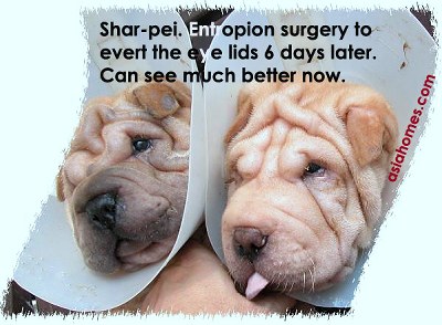 Shar-pei puppies can see the world normally 6 days after entropion surgery, Toa Payoh Vets