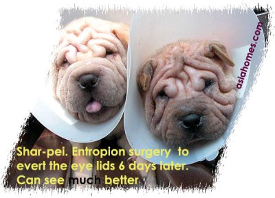 Shar-pei puppies can see the world normally 6 days after entropion surgery, Toa Payoh Vets  