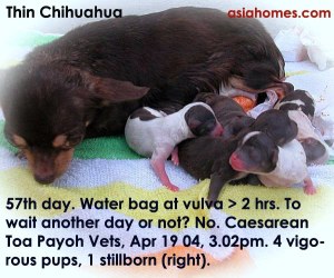 Chihuahua_57th_day_waterbag_seen_Caesarean_asiahomes