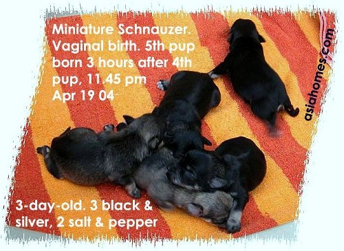Miniature Schnauzer_first_pregnancy_vaginal_birth_asiahomes