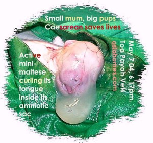 Timely Caesarean delivery saved all 2 big mini-malteses