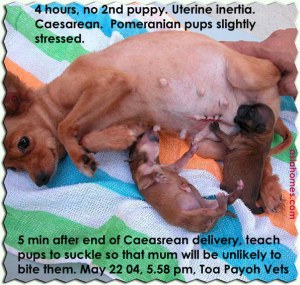 Pom - 4 hrs, no puppy, Caesarean saved 2 pups.