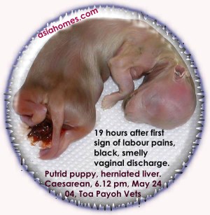 Putrid Maltese, 19 hrs after dystocia, Caesarean