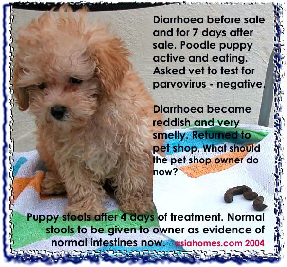 Smelly watery bloody stools - whipworm- puppy