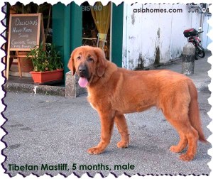 Tibetan Mastiff 5 months, male  puppy, asiahomes.com, +65 9668-6468