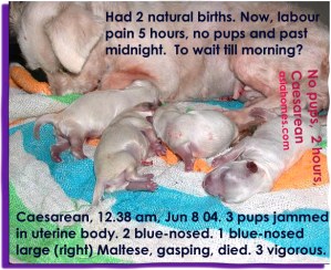 Caesarean 5 hrs after labour pains, 2 stressed pups