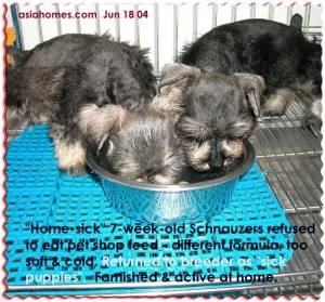 Healthy and hungry home-sick miniature Schnauzers 7 weeks old, female