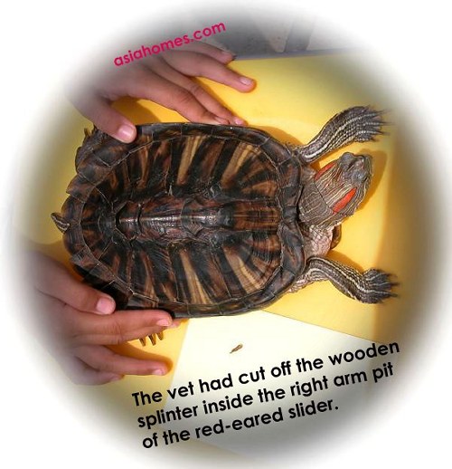 The red-eared Slider (turtle) is popular as pets in Singapore