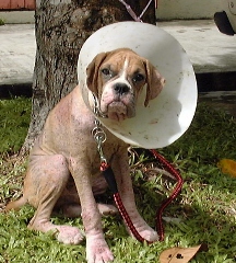 Day 18 of treatment - 3 m old Boxer - widespread skin infections and pimples. 
