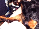 Rottweiler: Pus discharged from uterus