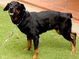 Rottweiler: Healthy and wants to bite her vet.