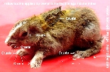 Rabbit mange can be cured by one or two veterinary injections.