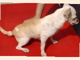 Chihuahua : non-stop tail biting