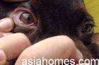 Singapore Labrador eye conjunctival membranes were normal in colour