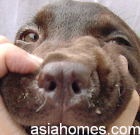 Labrador puppy had a slight nasal discharge 48 hrs post injection.