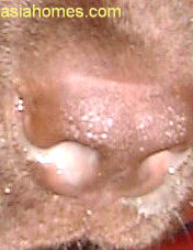 Singapore labrador retriever, 3 months with pus in nostrils seen 