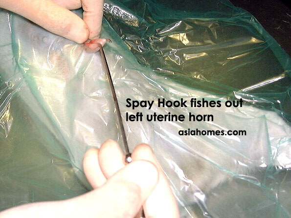 spaying dog. A spay hook is inserted into