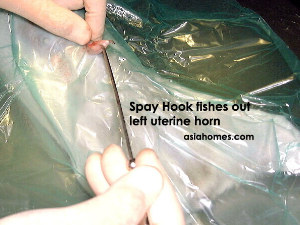 A spay hook means that the skin incision is smaller.