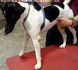 Handsome Fox Terrier with left elbow swelling