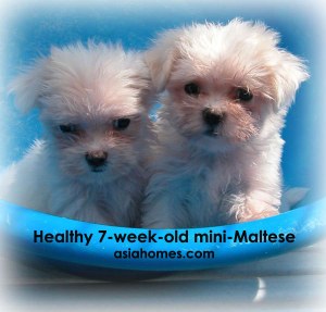 Mini-Maltese for sale/export, Singapore 9668-6468