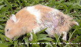 Hamster with necrotic wet leg wound of 7 days