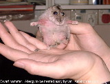 1-year-old dwarf hamster with suspected dry feed allergy. Joints all swollen and red.