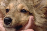 Imported Sheltie puppy with kennel cough, Singapore