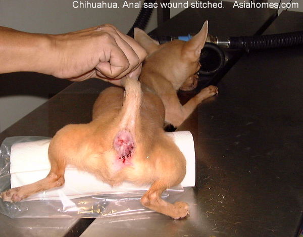 The Chihuahua may die, says the vet. 