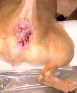 Chihuahua with right anal sac abscess ruptured. Stitched. Singapore.