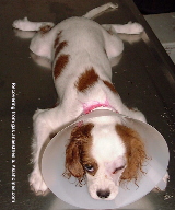 Elizabeth collar on Cavalier King Charles Spaniel