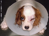 Head collar to prevent scratching of stitches.