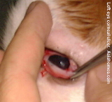 Cat scratch eye