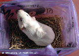 6-month guinea pig with hair loss, Singapore 