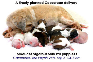 Planned Caesarean delivery at the correct time gives you vigorous puppies and strong bitch to nurse them.  Singapore Toa Payoh Vets
