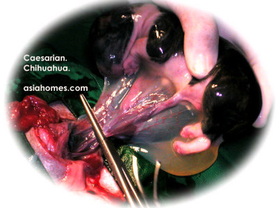 Singapore chihuahua 60th day. 6 vigorous puppies. Mouth moving inside amniotic sac. 