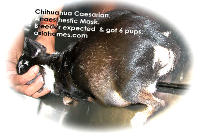 Singapore chihuahua 60th day. 6 vigorous puppies. Caesarian section