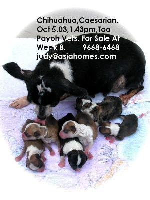 Singapore chihuahua 60th day. 6 vigorous puppies. Caesarian section.