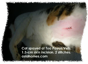 Young cat just spayed at Toa Payoh Vets, Singapore