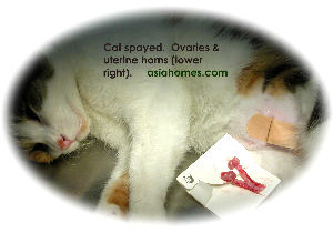 2 ovaries & 2 uterine horns from spayed cat, Singapore Toa Payoh Vets