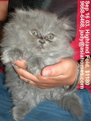 Singapore kittens for sale - Highland Fold 8 weeks 