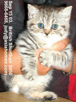 Singapore kittens for sale - British Shorthair 8 weeks