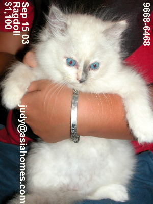 Singapore kittens for sale - Ragdoll 8 weeks