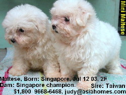 Championship pedigree Miniature Maltese for sale, Singapore, 9668-6468