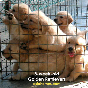 Healthy Golden Retriever puppies socialising