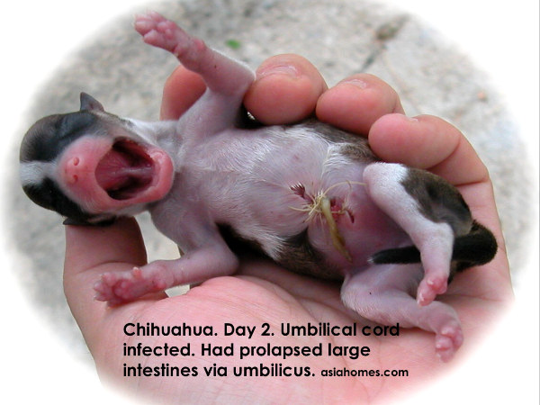 intestines chihuahua umbilical cord puppy puppies outside infected asiahomes inside herniated