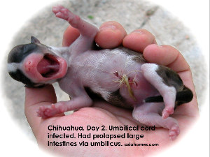 Chihuahua. Large intestines back inside abdomen. Day 2. Umbilical cord infected. Died on day 4.