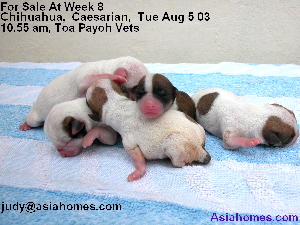 Singapore-born, Chihuahua puppies for sale at week 8